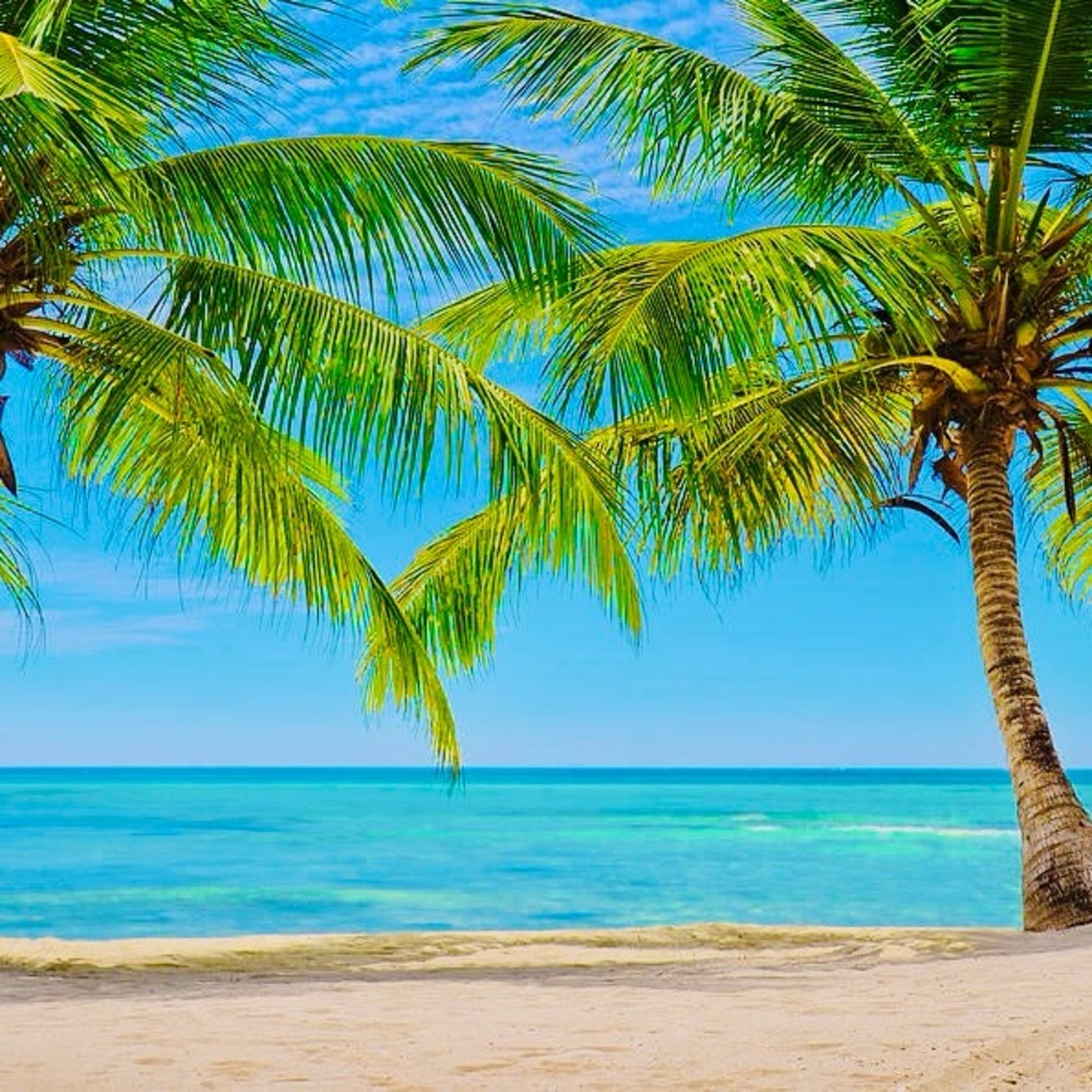 🌴🌺🌴🌺🌴🌺🌴🌺🌴🌺🌴🌺🌴🌺🌴🌺🌴 - Picture 6 of 7